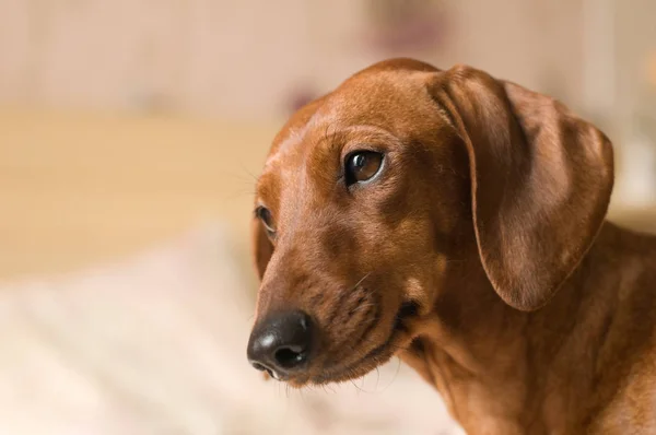 Beyaz yatakta yatarken dachshund portre — Stok fotoğraf