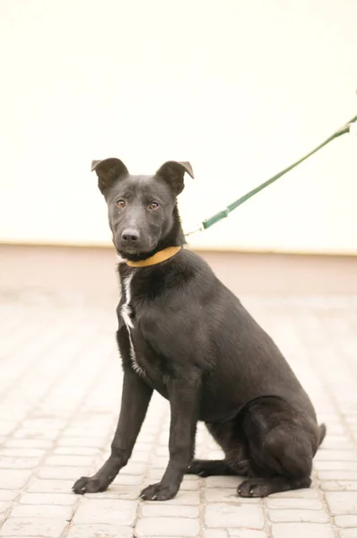 Mixed breed dog portrait outdoor — Stock Photo, Image