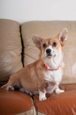 Pembroke Galce corgi