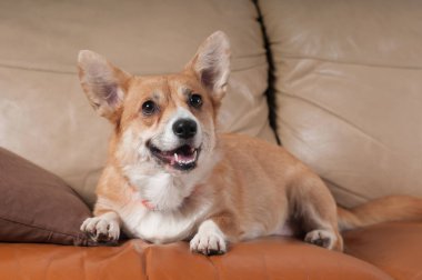 Pembroke Galce corgi
