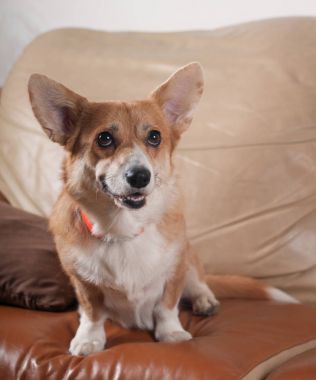Pembroke Galce corgi