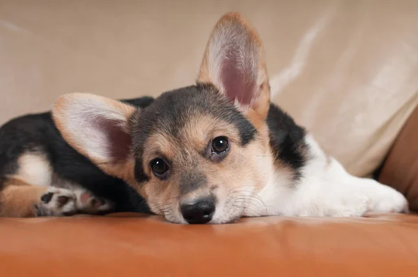 Pembroke Corgi galês — Fotografia de Stock