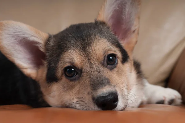 Pembroke walisischer Corgi — Stockfoto