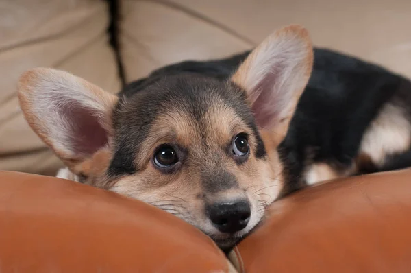 Pembroke Welsh Corgi — Stock fotografie