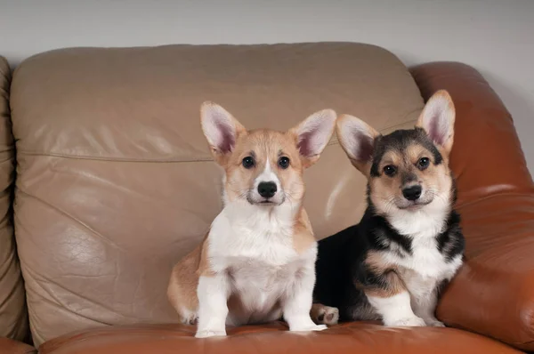 Twee Welsh Corgi Pembroke-puppies — Stockfoto