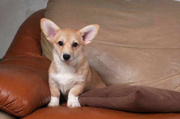 Pembroke Galce corgi — Stok fotoğraf