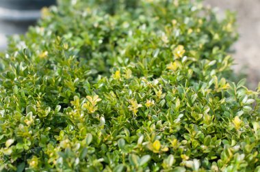 Doğal arka plan açık bahar