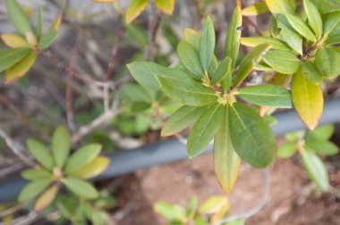 Doğal arka plan açık bahar