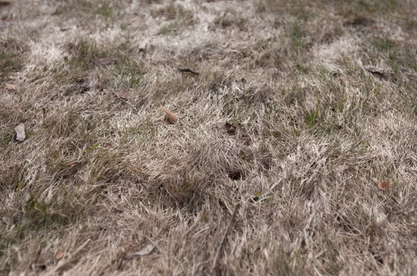 Dry grass natural background outdoor in spring — Stock Photo, Image