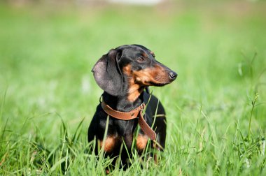 Dachshund portre yeşil çim