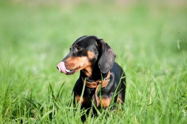 Dachshund portre yeşil çim