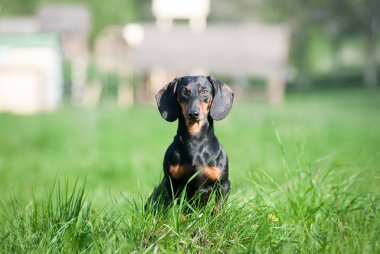 Dachshund portre yeşil çim