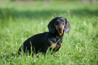 Dachshund portre yeşil çim