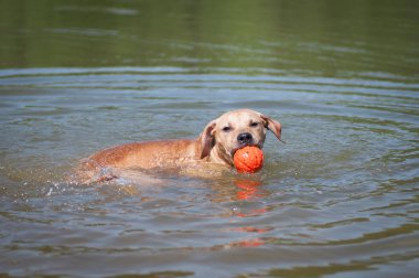 Pitbull terrier bej renk topla oynar