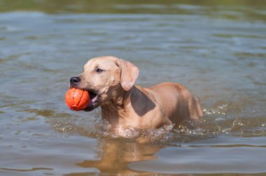 Pitbull terrier bej renk topla oynar