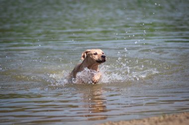 Su doluyor bej pitbull terrier