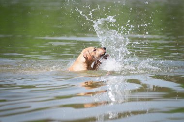Su doluyor bej pitbull terrier