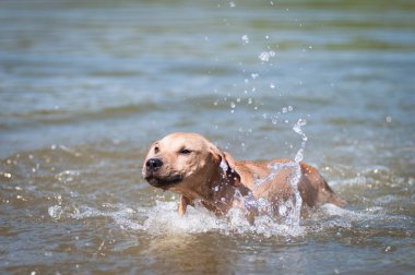 Su doluyor bej pitbull terrier
