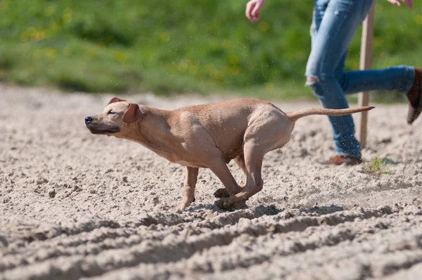 Boldog runnning kutya a strandon — Stock Fotó