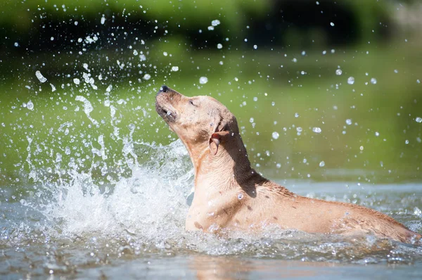 Beige pitbull terrier corriendo del agua — Foto de Stock