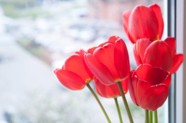 Penceresinde kırmızı lale