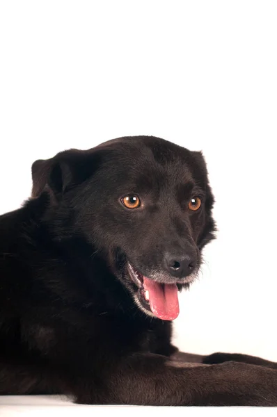 Mixed breed black dog portrait — Stock Photo, Image