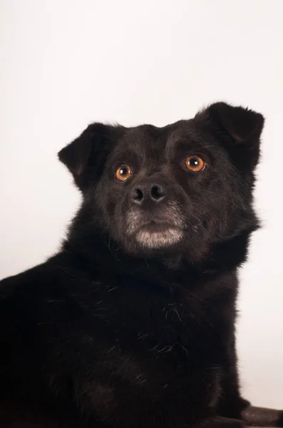 Misto raça preto cão retrato — Fotografia de Stock