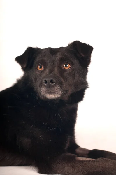 混合的品种黑狗肖像 — 图库照片