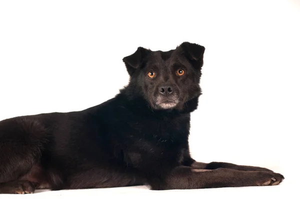 Karışık doğurmak siyah köpek portre — Stok fotoğraf