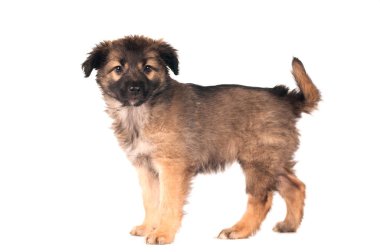 sevimli küçük köpek yavrusu portre