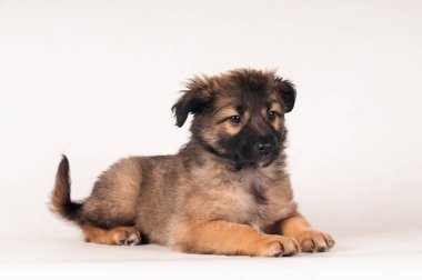 sevimli küçük köpek yavrusu portre