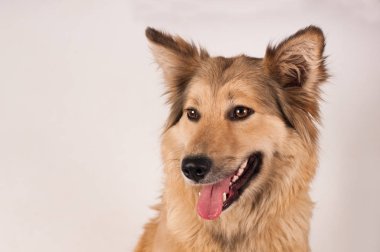 Karışık doğurmak köpek portresi