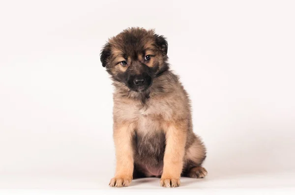 Cute little puppy portrait — Stock Photo, Image