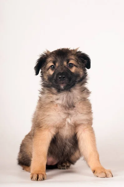 Cute little puppy portrait — Stock Photo, Image