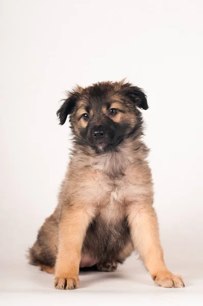 Sevimli küçük köpek yavrusu portre — Stok fotoğraf