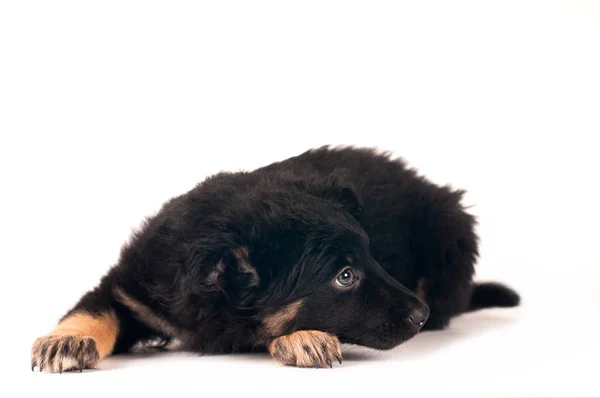 Sevimli küçük köpek yavrusu portre — Stok fotoğraf