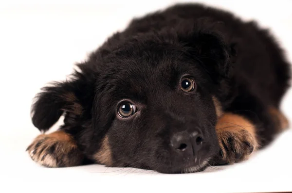 Симпатичный маленький портрет щенка — стоковое фото