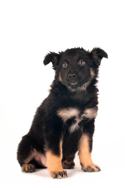 Mignon petit portrait de chiot — Photo