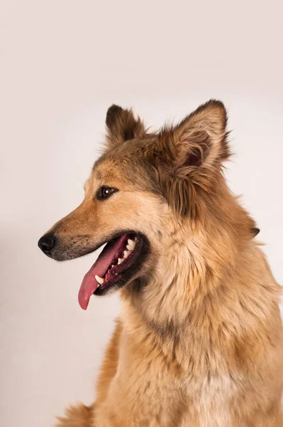 Portret van gemengd rashond — Stockfoto