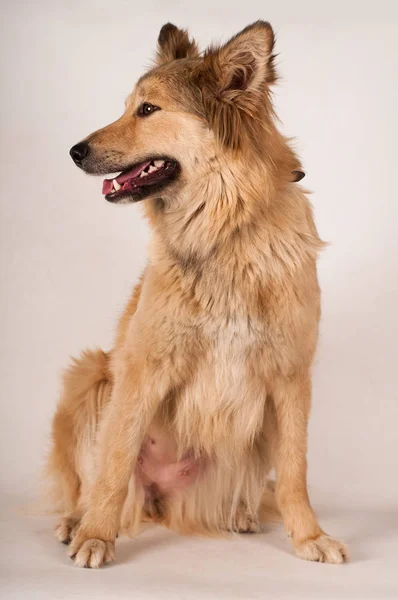 Portret psa rasy mieszanej — Zdjęcie stockowe