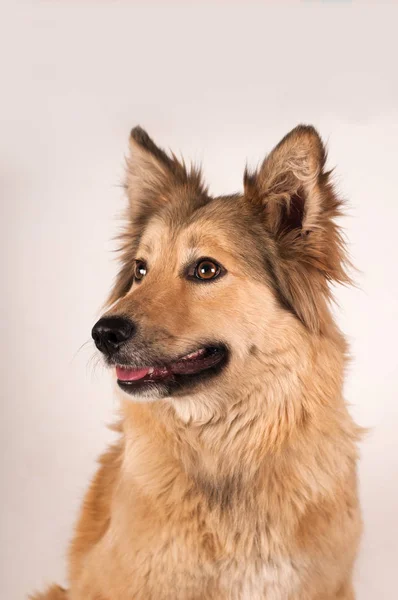 혼합된 유형 강아지의 초상화 — 스톡 사진