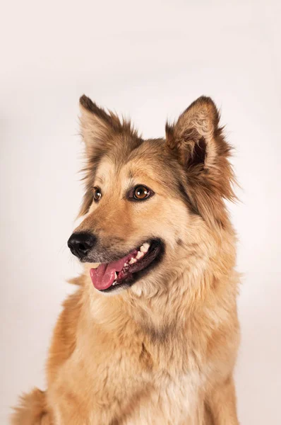 Portret van gemengd rashond — Stockfoto