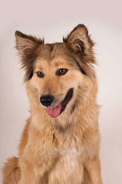 Retrato de cão de raça mista — Fotografia de Stock
