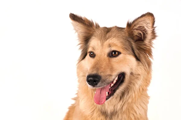 Retrato de perro de raza mixta —  Fotos de Stock