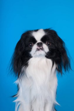 Safkan Japon hin stüdyo portre