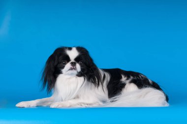 Safkan Japon hin stüdyo portre