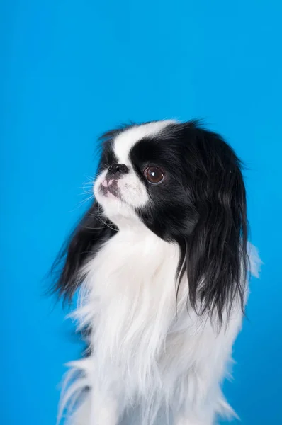 Purebred japanese hin studio portrait — Stock Photo, Image