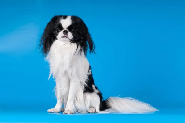 Rasowe hin japońskie studio portret — Zdjęcie stockowe