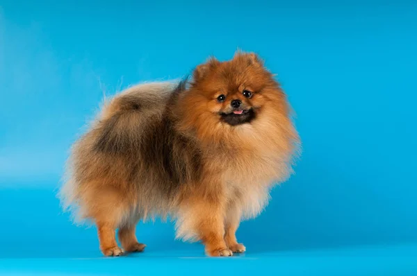 Retrato de Pomeranian spitz en el estudio —  Fotos de Stock