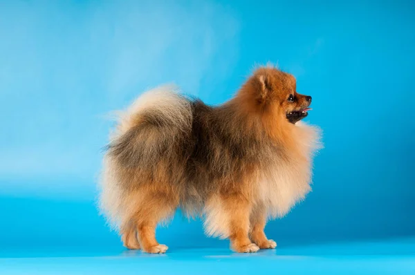 Retrato de Pomeranian spitz en el estudio —  Fotos de Stock